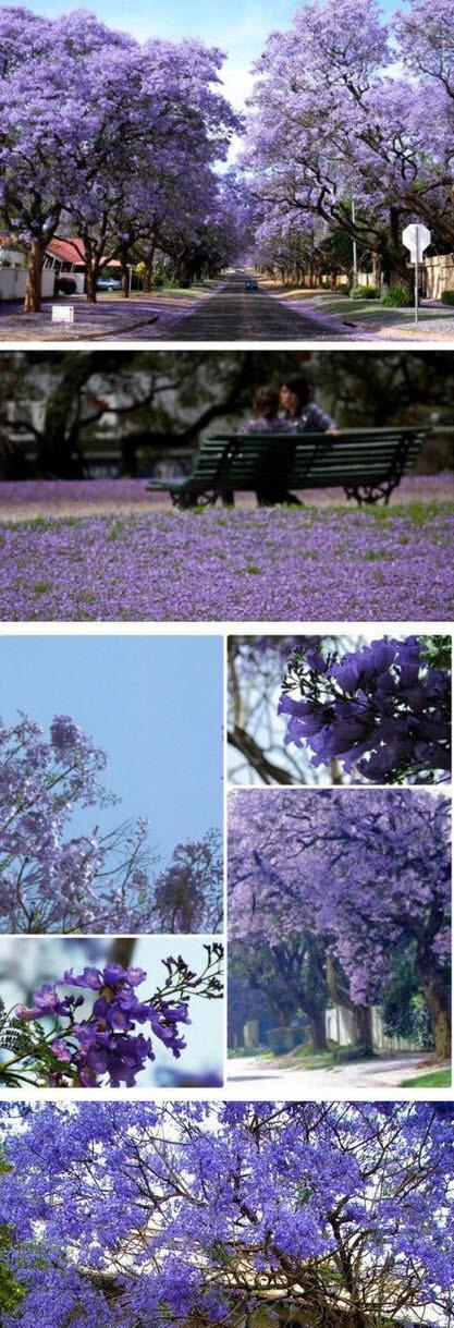 蓝花楹花语（揭示蓝花楹的含义与象征）