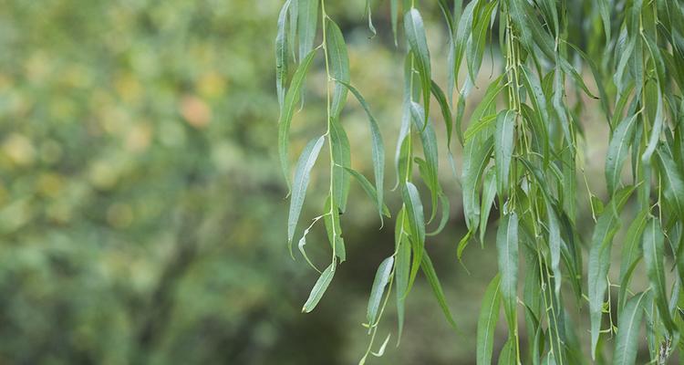 柳树的神奇寓意与象征风水（探寻柳树在中国文化中的意义与作用）