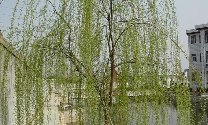 柳树的神奇寓意与象征风水（探寻柳树在中国文化中的意义与作用）