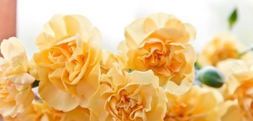 白色康乃馨的花语（花开为证）