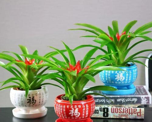 招财纳福，好运连连的植物大揭秘（十五种植物与财富的奇妙联系）