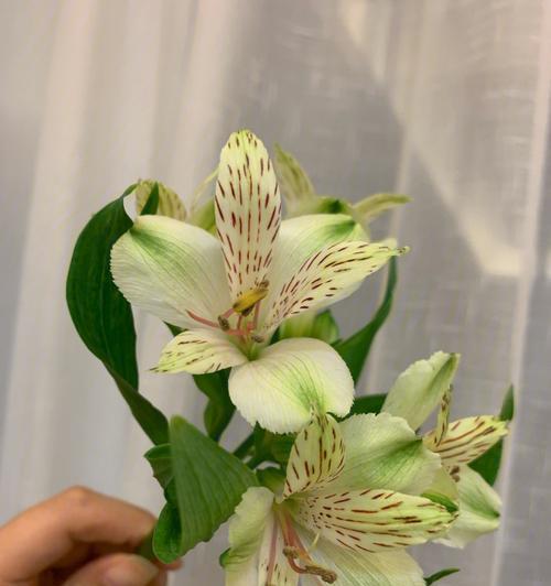 水仙百合的含义与象征（美丽花卉中的精神寓意）