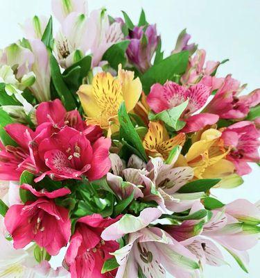 水仙百合的含义与象征（美丽花卉中的精神寓意）