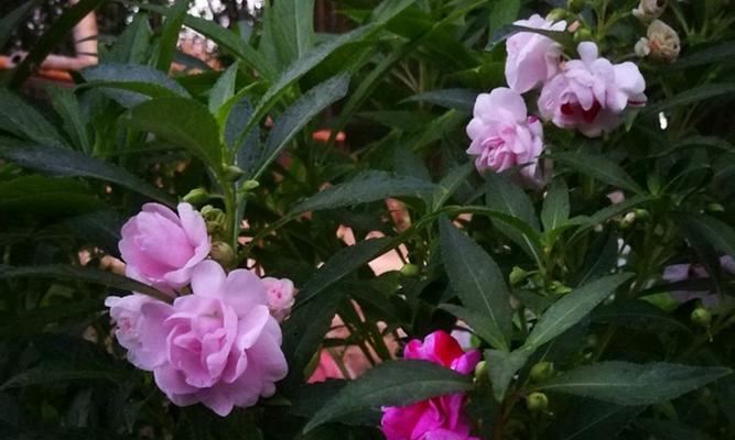 温柔善良之花语（探寻花语世界中的温柔善良）