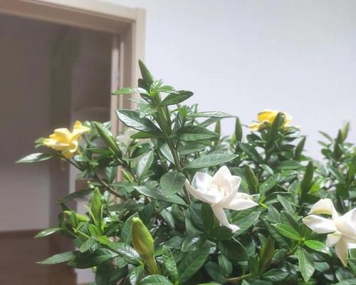 温柔善良之花语（探寻花语世界中的温柔善良）