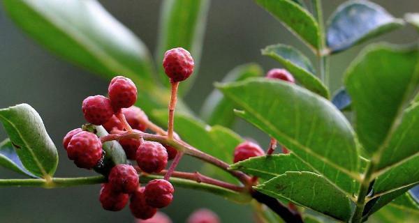 花椒开花的美丽与寓意（探秘花椒开花的盛景和象征意义）