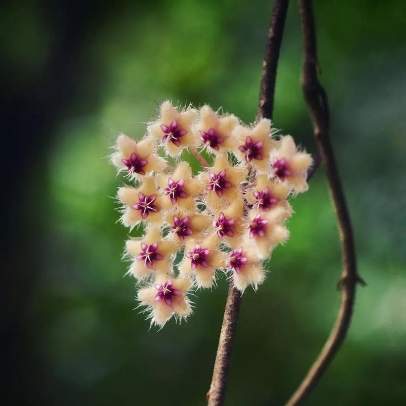 花椒开花的美丽与寓意（探秘花椒开花的盛景和象征意义）