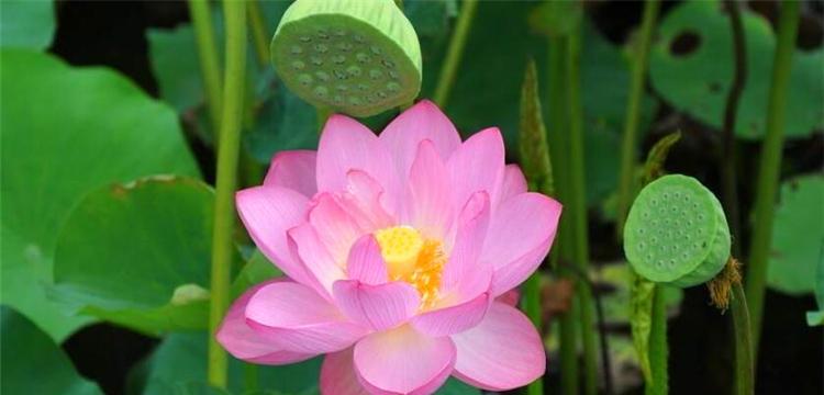 家中养荷花，寓意吉祥与繁荣（种荷花风水）