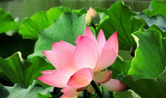 家中养荷花，寓意吉祥与繁荣（种荷花风水）