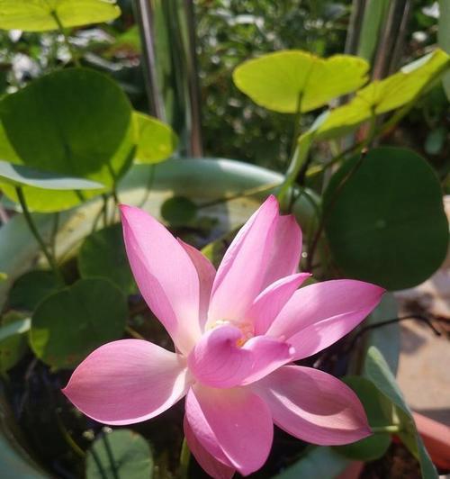 家中养荷花，寓意吉祥与繁荣（种荷花风水）