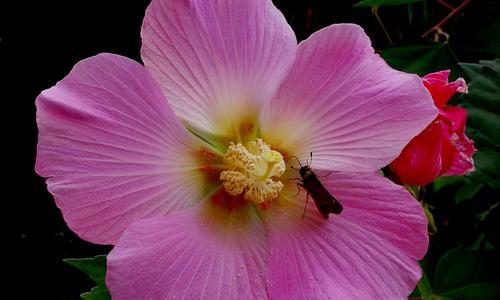 芙蓉花（芙蓉花的花语与寓意）