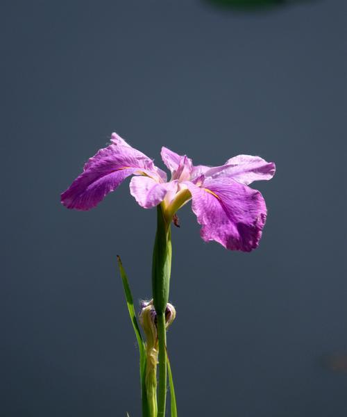 菖蒲的象征与寓意（菖蒲花的传统象征意义与文化内涵）