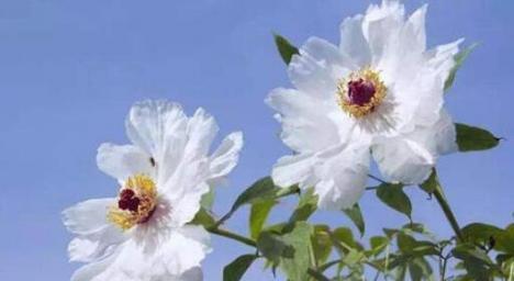 七芍药八牡丹的深意（揭开花卉文化的秘密）
