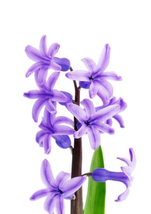 紫色风信子的花语-传递爱与祝福（紫色风信子传递的花语意义及象征）