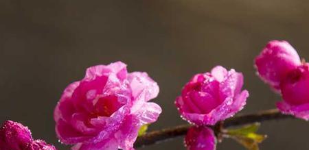 梅花的含义及寓意（探究梅花在文化中的象征意义与美学价值）