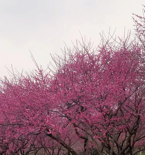 梅花的含义及寓意（探究梅花在文化中的象征意义与美学价值）