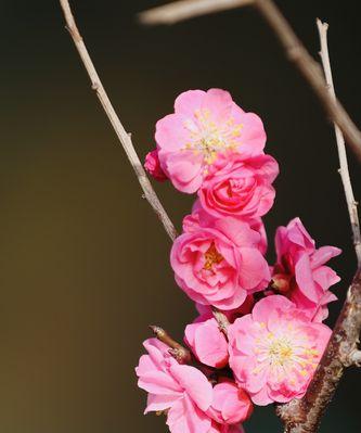 梅花的含义及寓意（探究梅花在文化中的象征意义与美学价值）