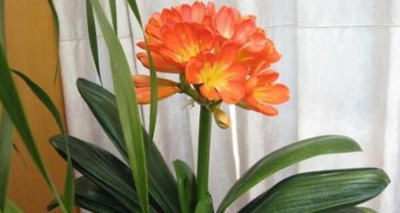 君子兰之美与含义（探寻君子兰的花语及象征意义）