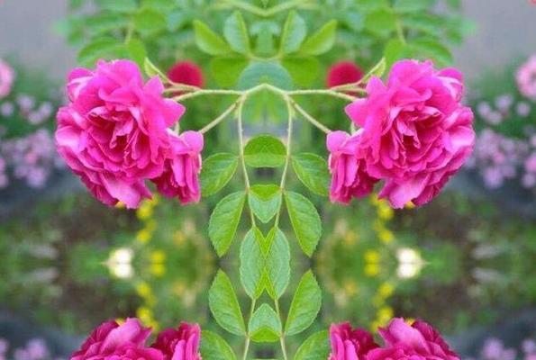 花语传情（爱情的花语——让鲜花诉说你的爱意）