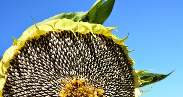 向日葵的美丽与象征意义（探寻向日葵的奥秘与魅力）