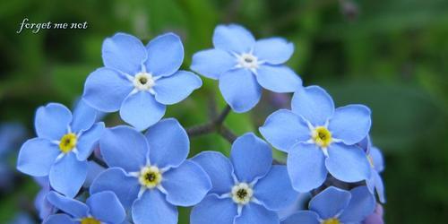 勿忘我花（探寻勿忘我花的历史和意义）