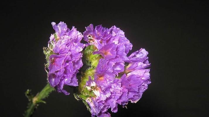 勿忘我花（探寻勿忘我花的历史和意义）