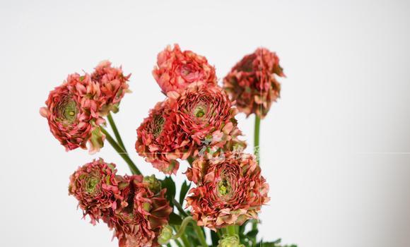 红色非洲菊的花语——生命之美（红色非洲菊的花语与寓意）