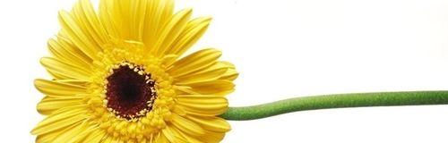 红色非洲菊的花语——生命之美（红色非洲菊的花语与寓意）
