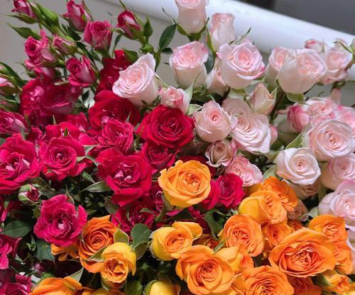 八朵玫瑰花的象征意义与传说故事（解读玫瑰花的八种不同寓意）