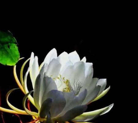 昙花（探寻昙花的含义与传说）