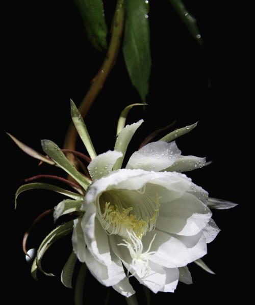 昙花（探寻昙花的含义与传说）
