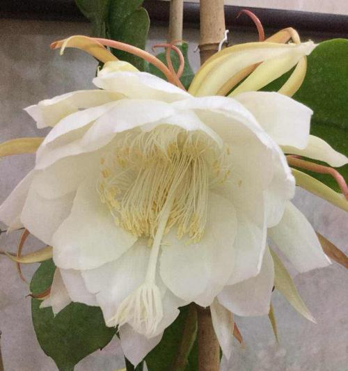昙花（探寻昙花的含义与传说）