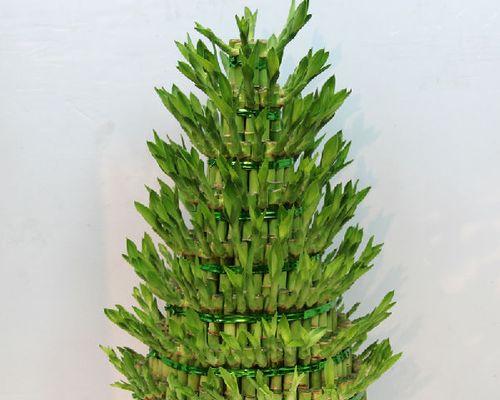 富贵竹风水的吉祥象征（揭秘富贵竹的奇妙魅力）