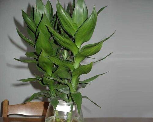 富贵竹风水的吉祥象征（揭秘富贵竹的奇妙魅力）