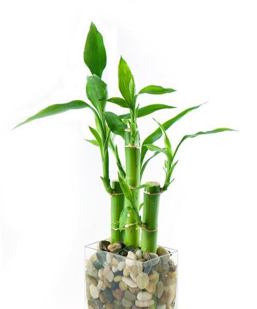 富贵竹风水的吉祥象征（揭秘富贵竹的奇妙魅力）