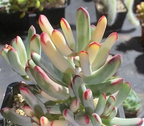 多肉花语（解读多肉植物的花语）