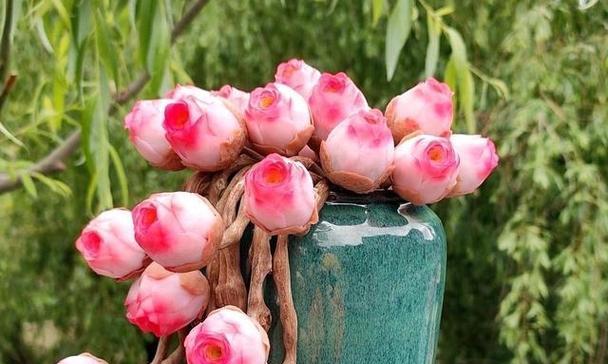 多肉花语（解读多肉植物的花语）