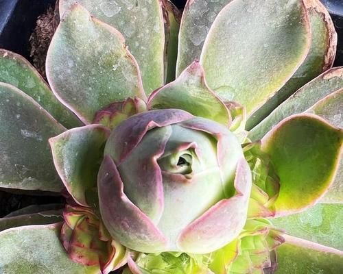 多肉花语（解读多肉植物的花语）