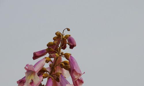 梧桐之意——生生不息的希望（探寻梧桐对人生的启示）