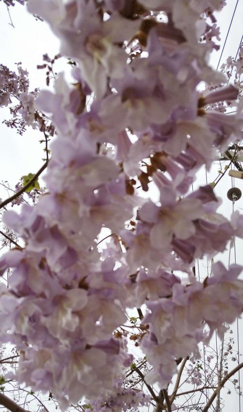 梧桐之意——生生不息的希望（探寻梧桐对人生的启示）