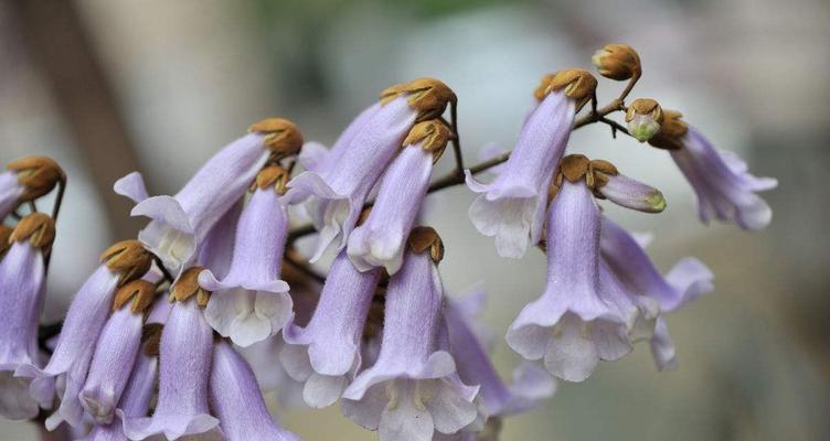 梧桐之意——生生不息的希望（探寻梧桐对人生的启示）