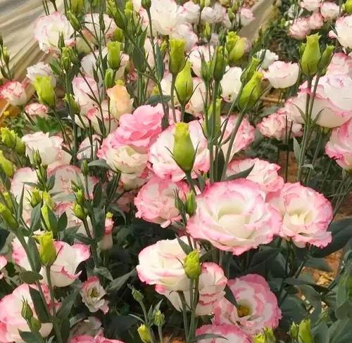 桔梗花语的世界（揭秘桔梗花语的多彩世界）