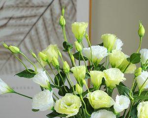 桔梗花语的世界（揭秘桔梗花语的多彩世界）