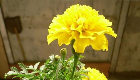 父爱如花（盛开的父爱之花绽放在心间）