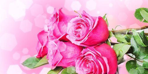 粉红色玫瑰花的意义及象征（温柔与爱情的化身）