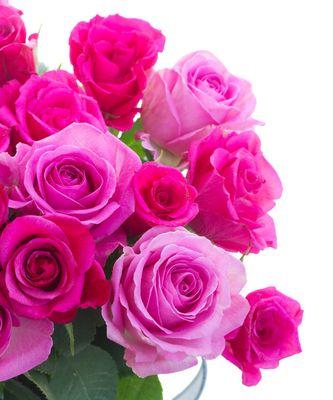 粉红色玫瑰花的意义及象征（温柔与爱情的化身）