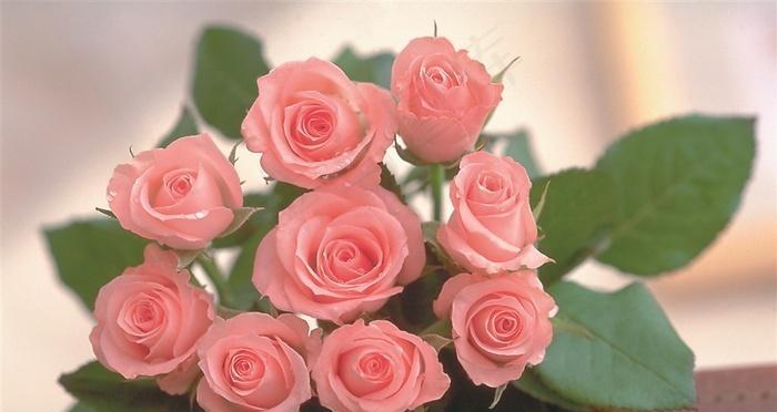 粉红色玫瑰花的意义及象征（温柔与爱情的化身）