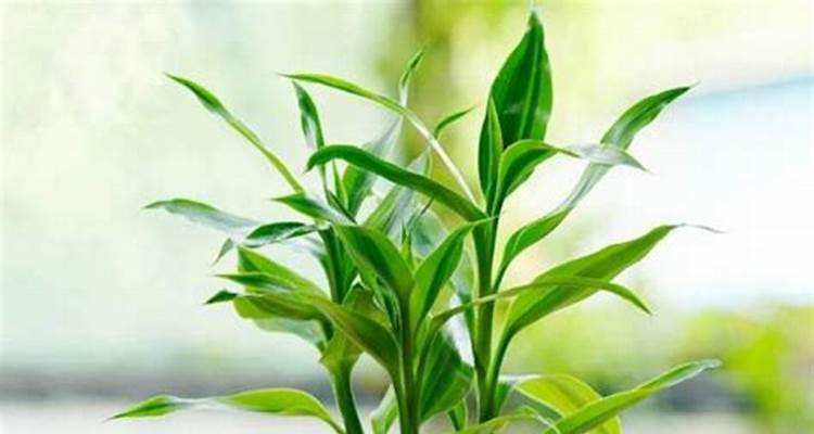 植物世界中的助人为乐（以象征助人为乐的植物）