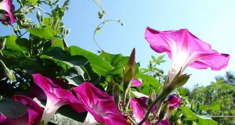 植物世界中的助人为乐（以象征助人为乐的植物）