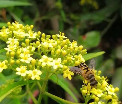 植物世界中的助人为乐（以象征助人为乐的植物）